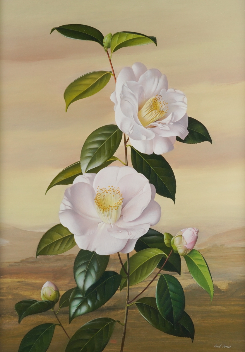 Camellia, Mrs Davis by Paul Osborne Jones