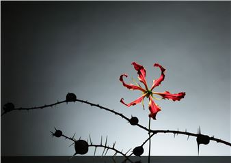 Satoshi Saïkusa: À Perte De Vue - Galerie Da-End