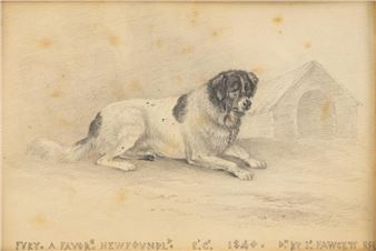 Fury A Favorite Newfoundland - A. James Fawcett