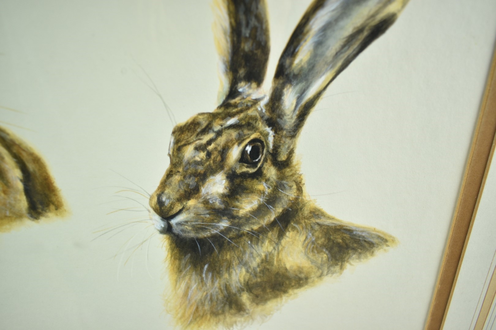 Artwork by Ann Seward, Hare portraits, Made of watercolour and pencil