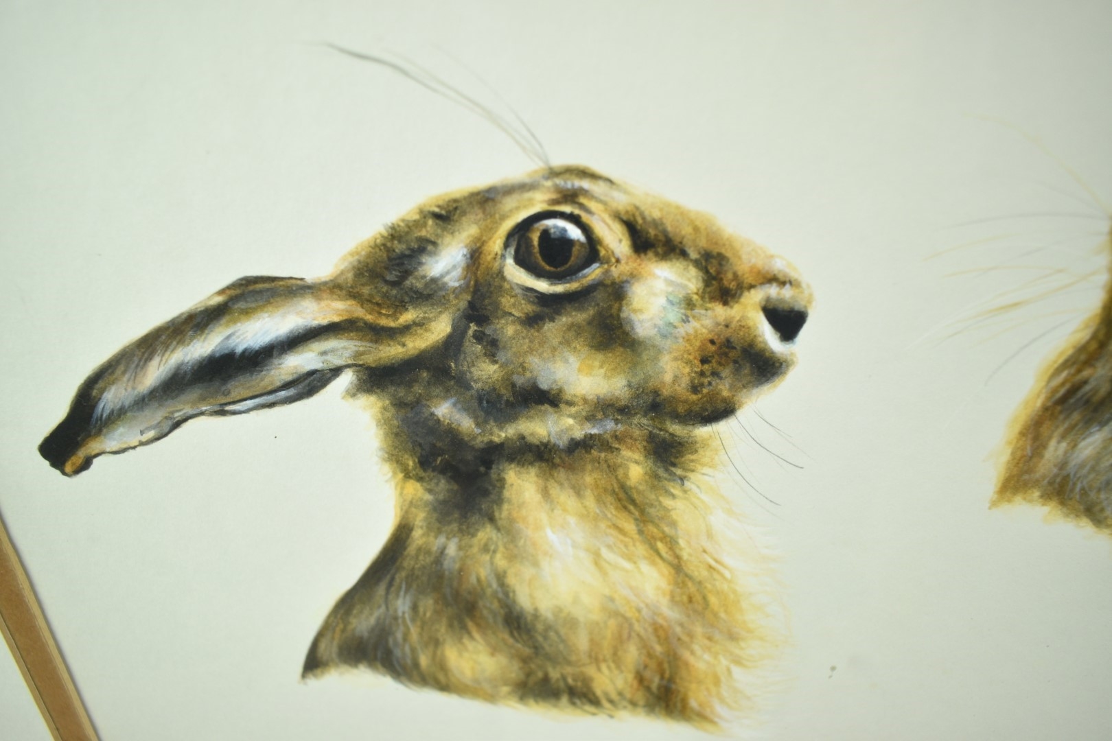 Artwork by Ann Seward, Hare portraits, Made of watercolour and pencil
