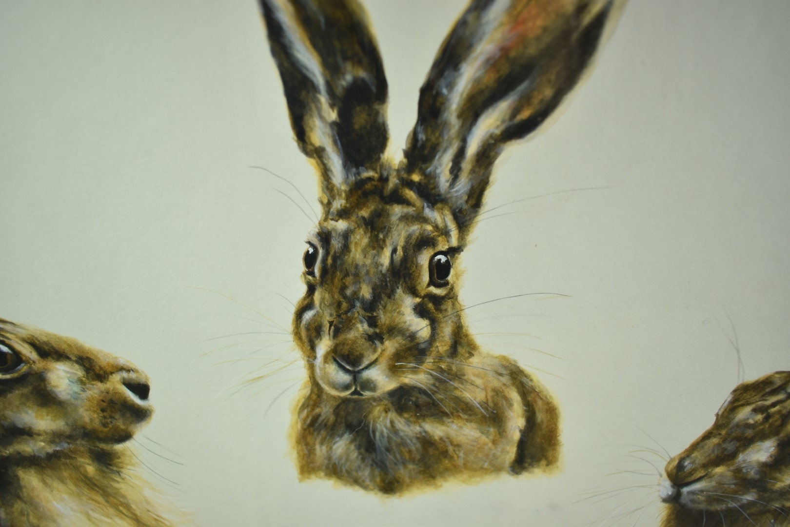 Artwork by Ann Seward, Hare portraits, Made of watercolour and pencil