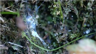 A Poem to Non-Human Actors: A Review of Kayla Anderson and Dao Nguyen at Comfort Station