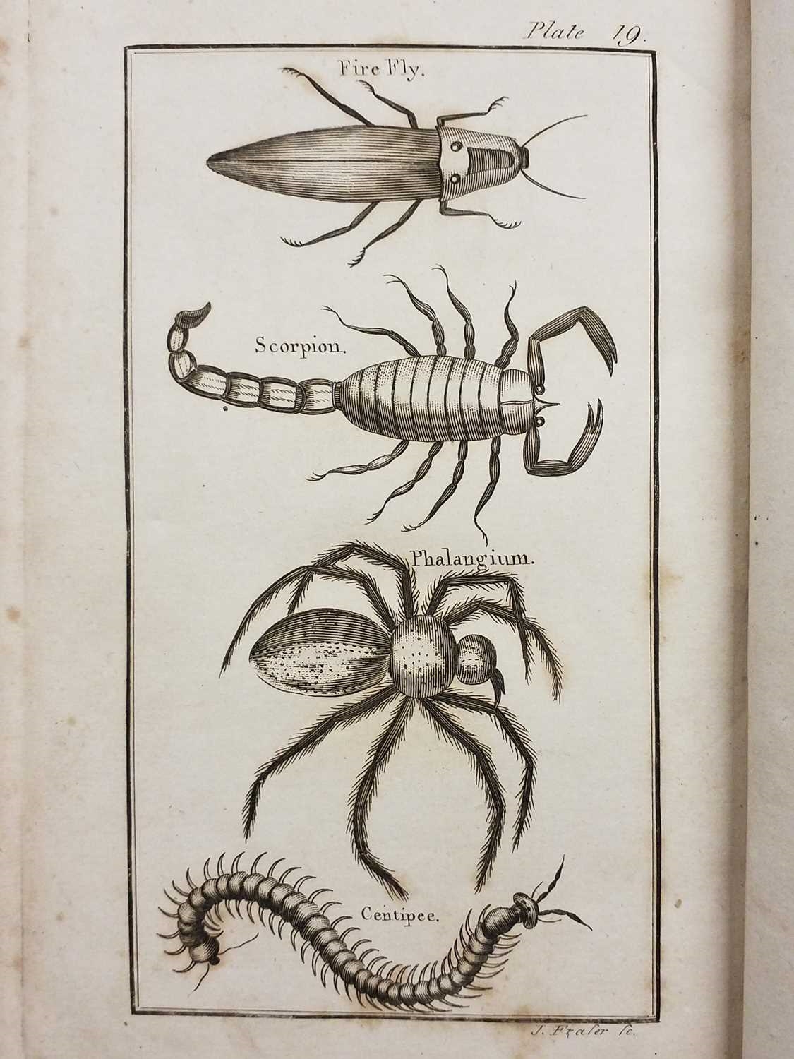 R. Morison | The Natural History of Insects | MutualArt