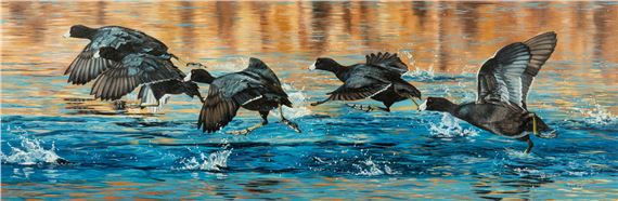 Coot Scoot by Andrew Kiss