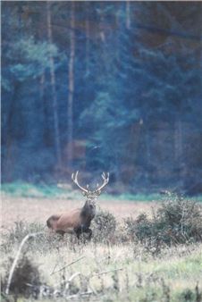 Cerf dix cors - Thibaut Lemoine