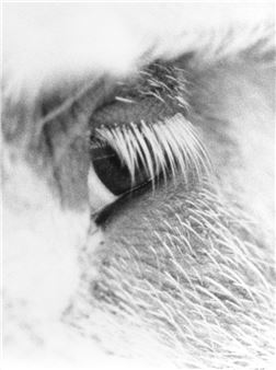 Ocular Witness: Schweinebewusstsein - Sprengel Museum Hannover