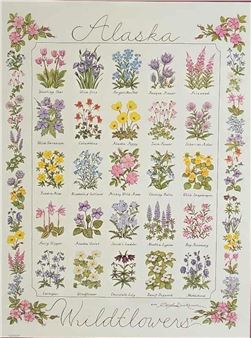 Alaska Wildflowers - Carol Dickerson