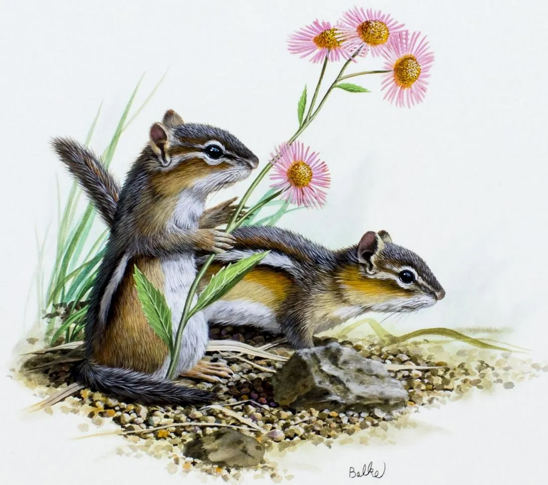Eastern Chipmunk Drawing