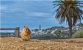 ‘I Was Sleeping on a Gravesite’: Rottnest Island’s Complex History Brought to Light