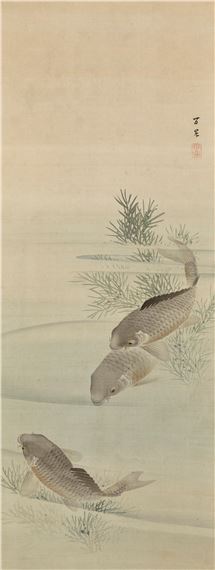 Carp - Kaisen Oda