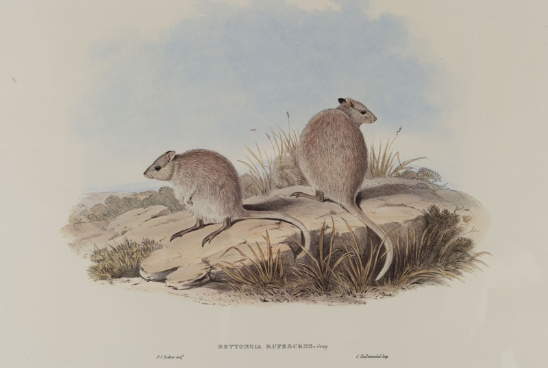 BETTONGIA RUFESCENS by John Gould