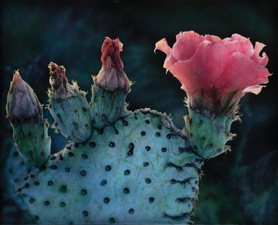Ray Hare | Second Bloom | MutualArt