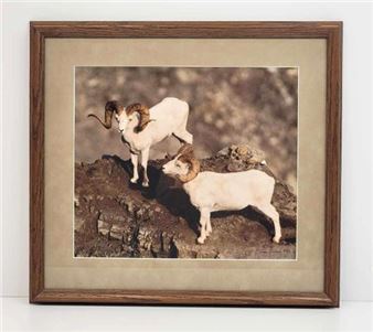 Mountain Goat - Tom Soucek