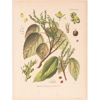 Malotus philippinensis (Tagalag: Banato) - Adolf Hermann