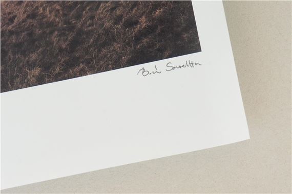 Sarolta Bàn | 'Born to be wild' | MutualArt