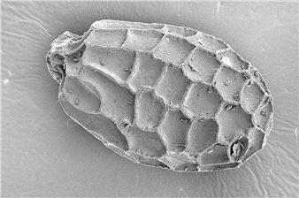 CIFO & Ars Electronica: Dualities in Equalities: Art, Technology, Society in Latin America - Lentos Kunstmuseum Linz