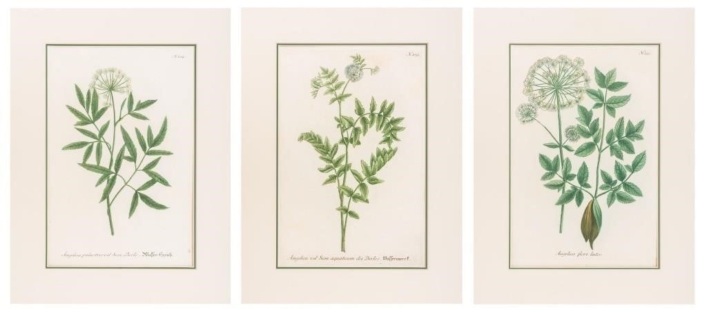 Artwork by Johann Wilhelm Weinmann, #135 Angelica vel Sion Aquaticum des Berles; #132 Angelica Flore Luteo and #134 Angelica Palustris vel Sion Berle, Made of hand-colored engravings