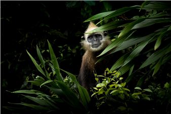 Incredible Winning Images of AAP Magazine 33 Nature