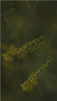 Reinhard Ziegler: Gardener of Peace - Conduit Gallery