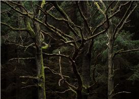 Elements from Nature