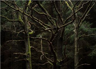 Elements from Nature