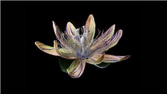 Mat Collishaw: Arrhythmia - Borusan Contemporary