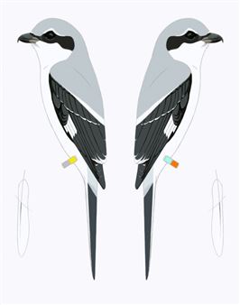 Martin Brandsma: This is the boundary - Kasteel Wijlre