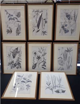 For Collins' book of Wild Flowers - Dorothy Fichter