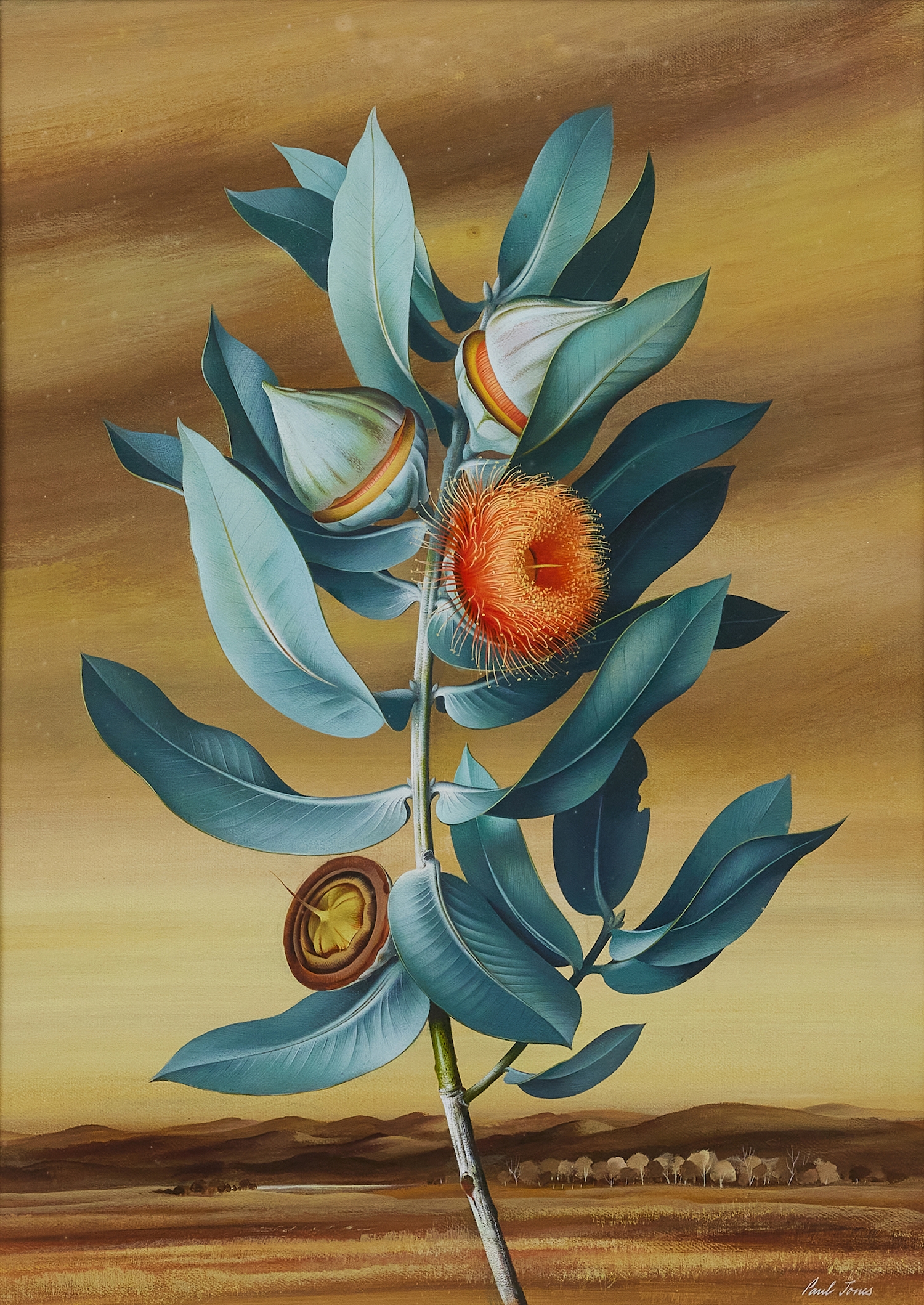 Artwork by Paul Osborne Jones, The Mottlecah - Eucalyptus Macrocarpa, Made of gouache on paper