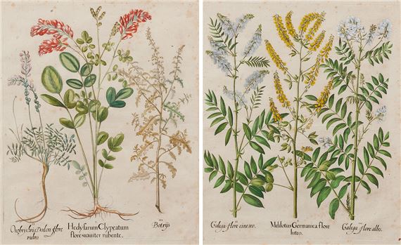 Hedysarum clypeatum; and Melilotus germanica by Basilius Besler