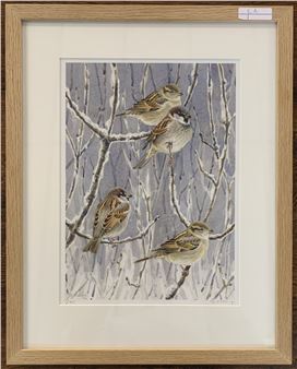 Sparrows perched on snow covered branches - Stephen Message