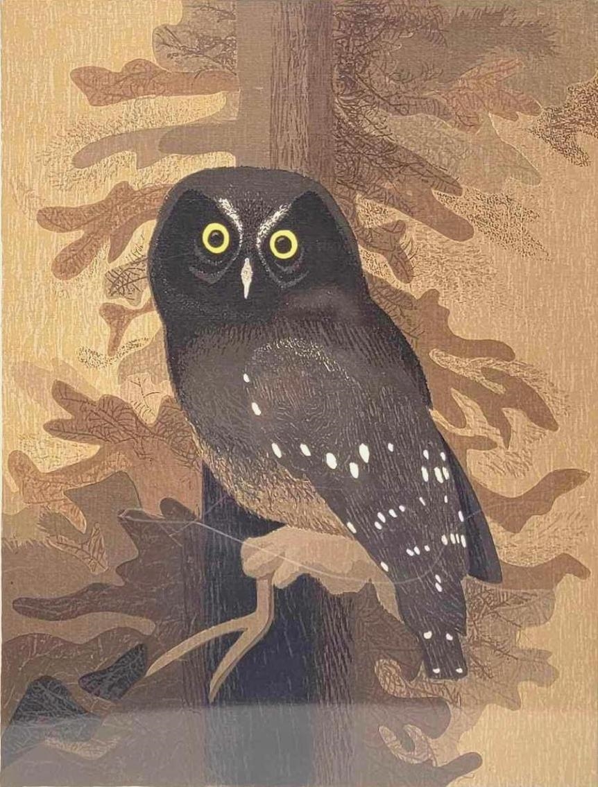 Artwork by Ree Nancarrow, Imm. Boreal Owl, Made of Print