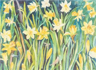 Daffodils in bloom - Deborah Allitt