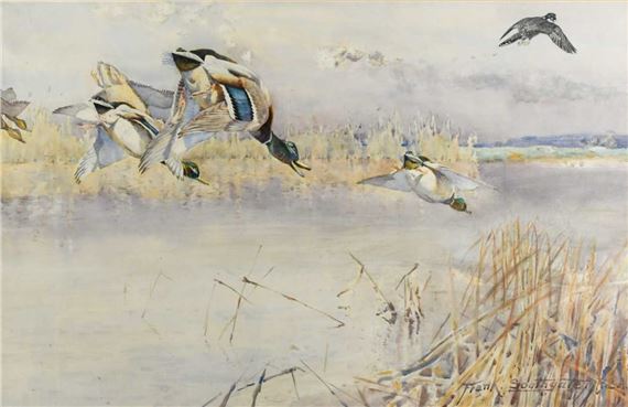 Peregrine snooping on mallard by Frank Southgate