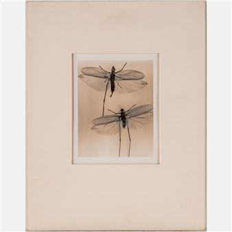 Cicadas - Judith K. McMillan