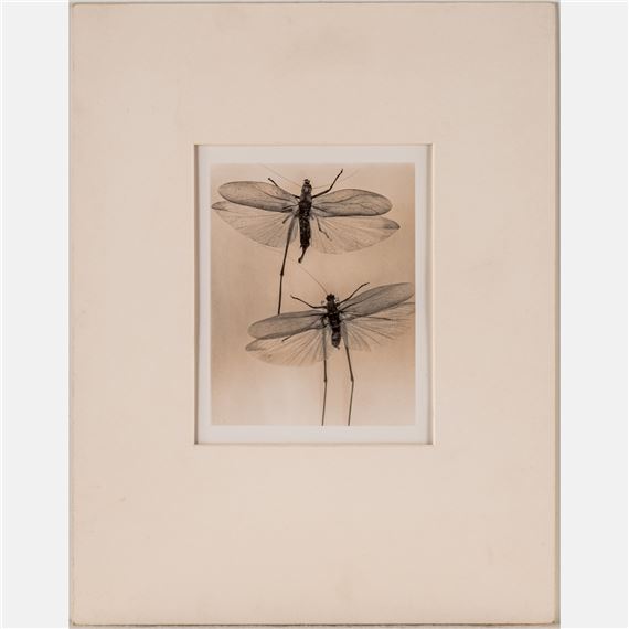 Cicadas by Judith K. McMillan, 1994