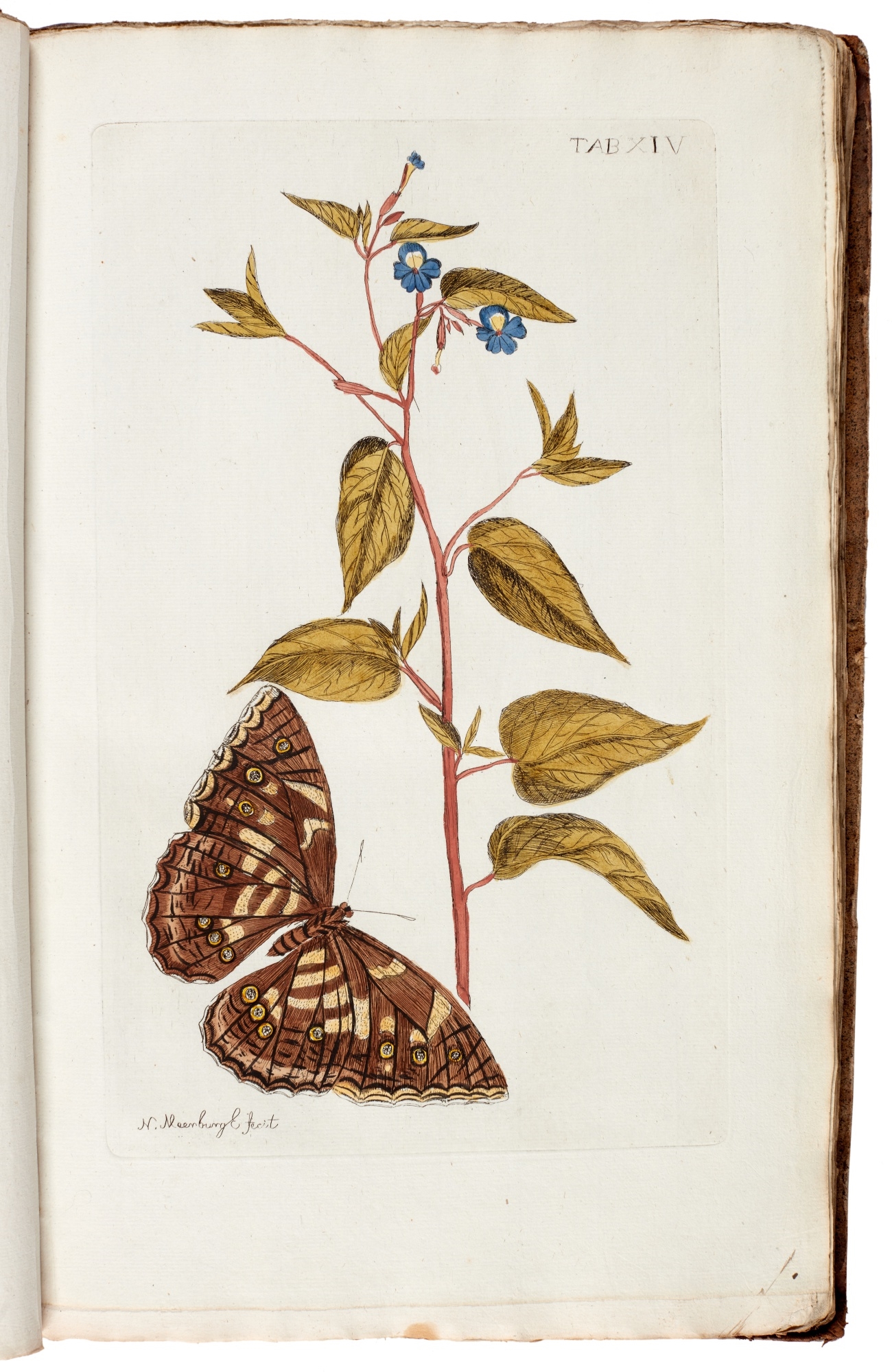 Nicolaas Meerburg | Plantae rariores vivis coloribus (1789) | MutualArt