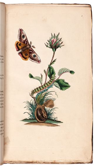 Edward Donovan | The natural history of British insects (1792 - 1801 ...