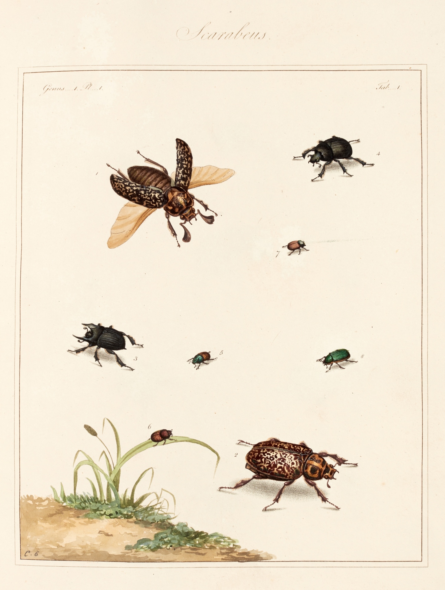The English entomologist by Thomas Martyn, 1792