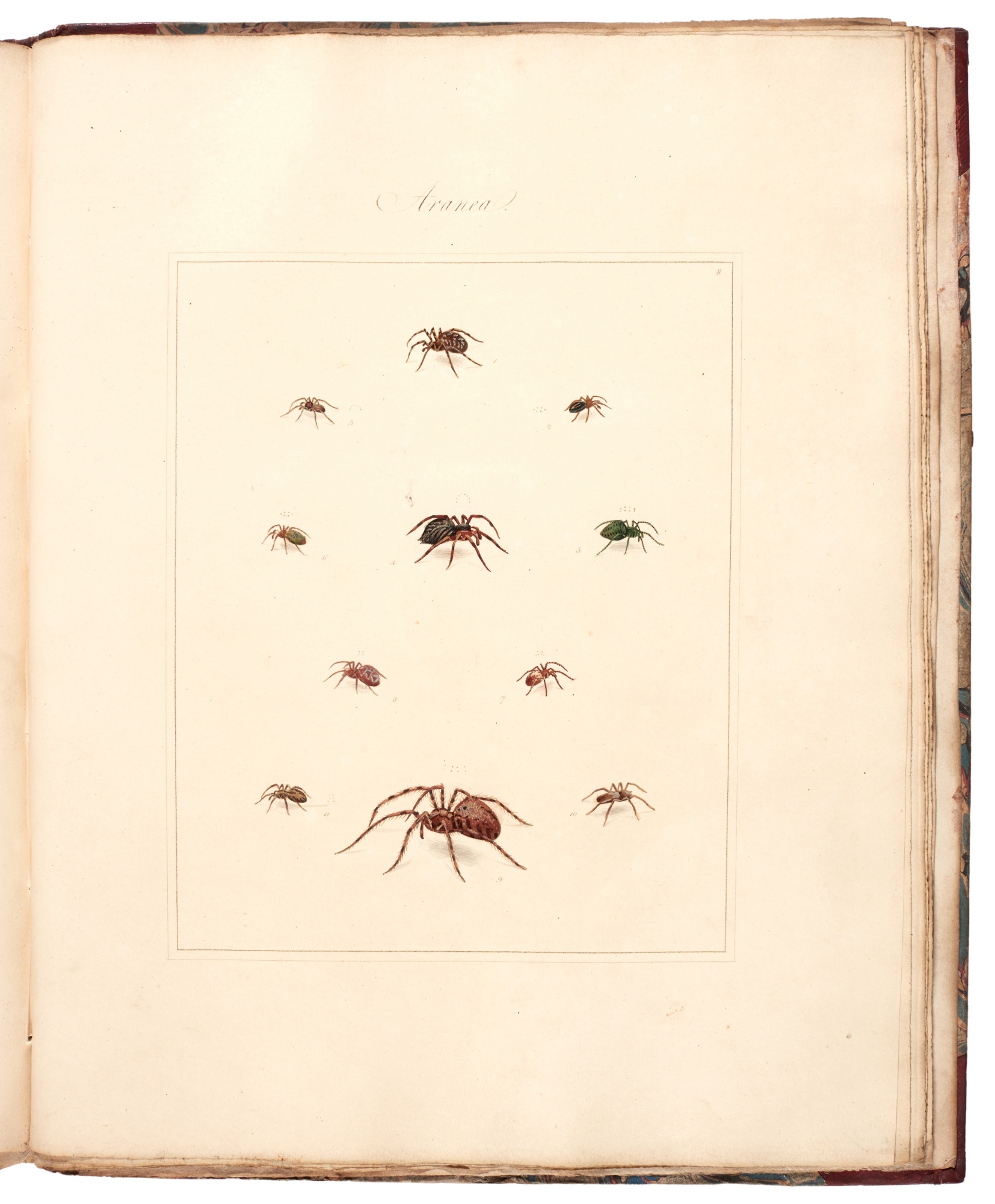 Artwork by Thomas Martyn, Aranei, or a natural history of spiders, Made of Hand colored stipple engraved panels (28)