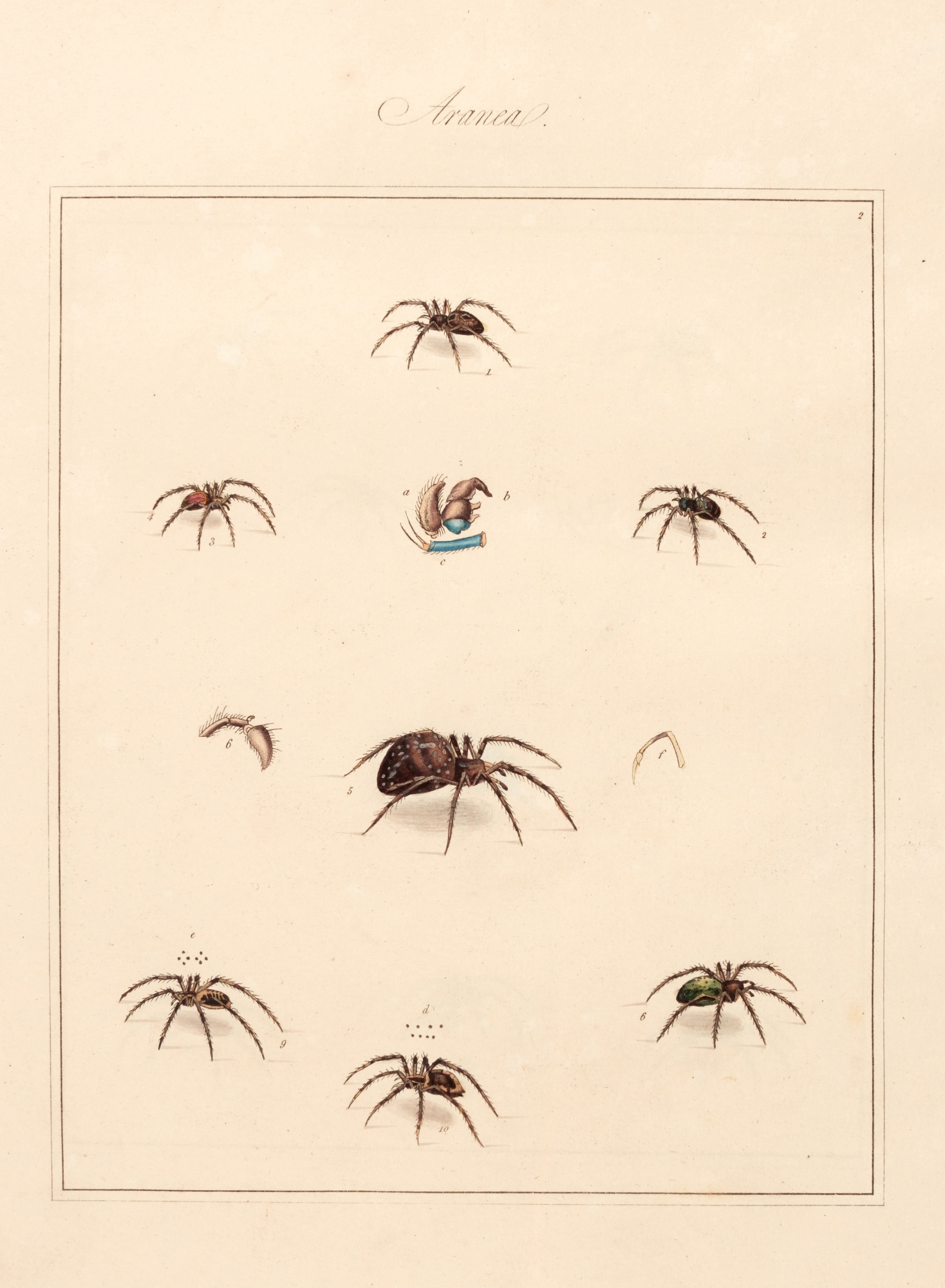 Artwork by Thomas Martyn, Aranei, or a natural history of spiders, Made of Hand colored stipple engraved panels (28)