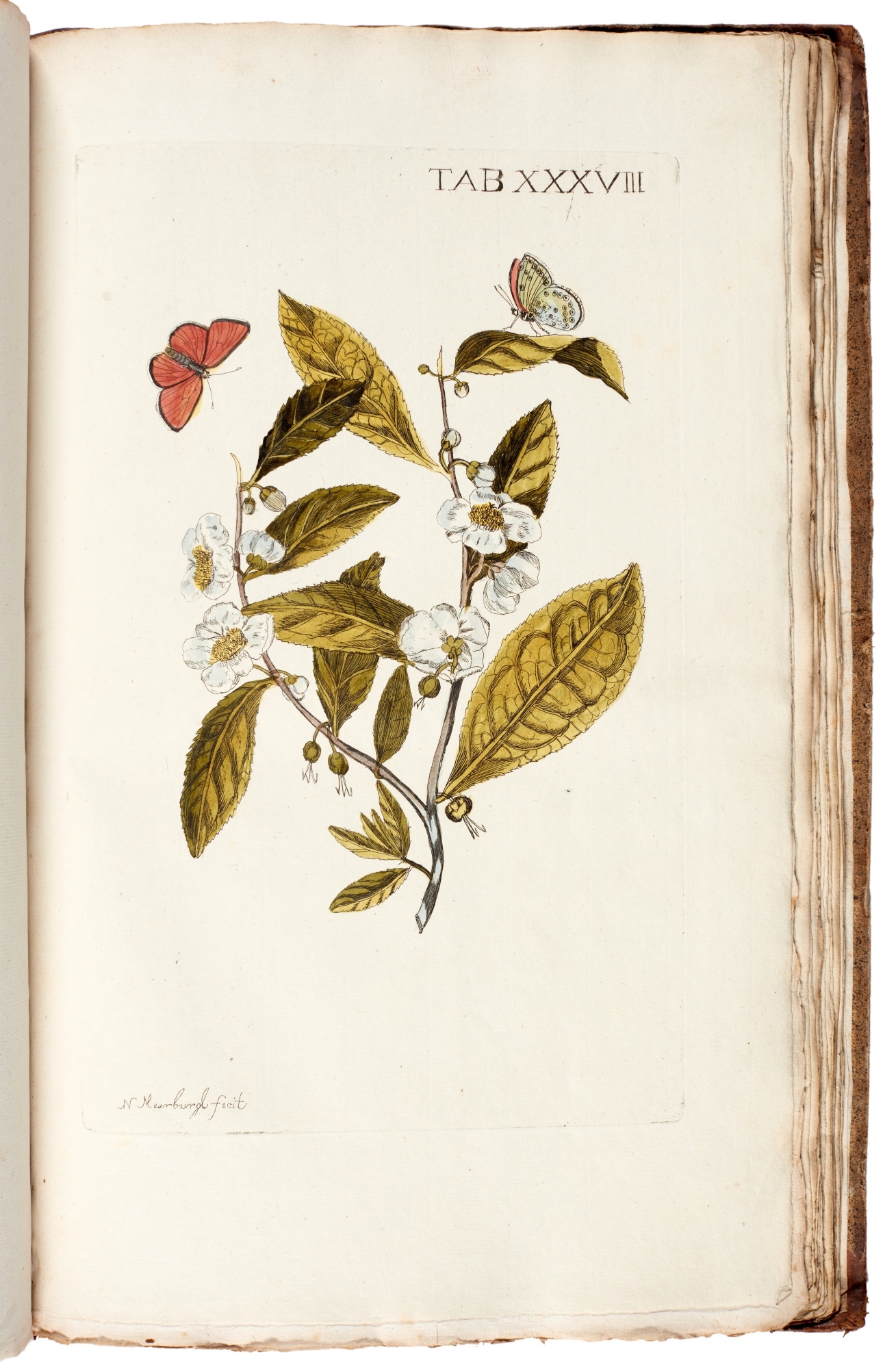 Nicolaas Meerburg | Plantae rariores vivis coloribus (1789) | MutualArt