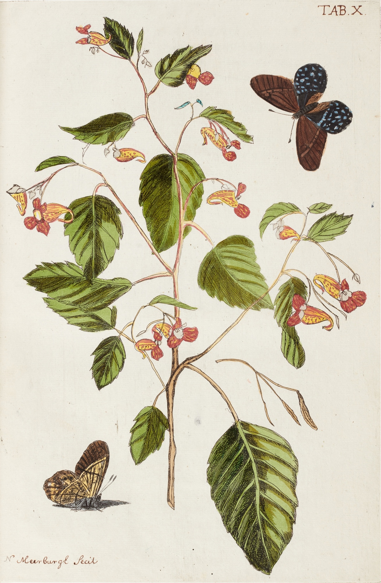 Nicolaas Meerburg | Plantae rariores vivis coloribus (1789) | MutualArt