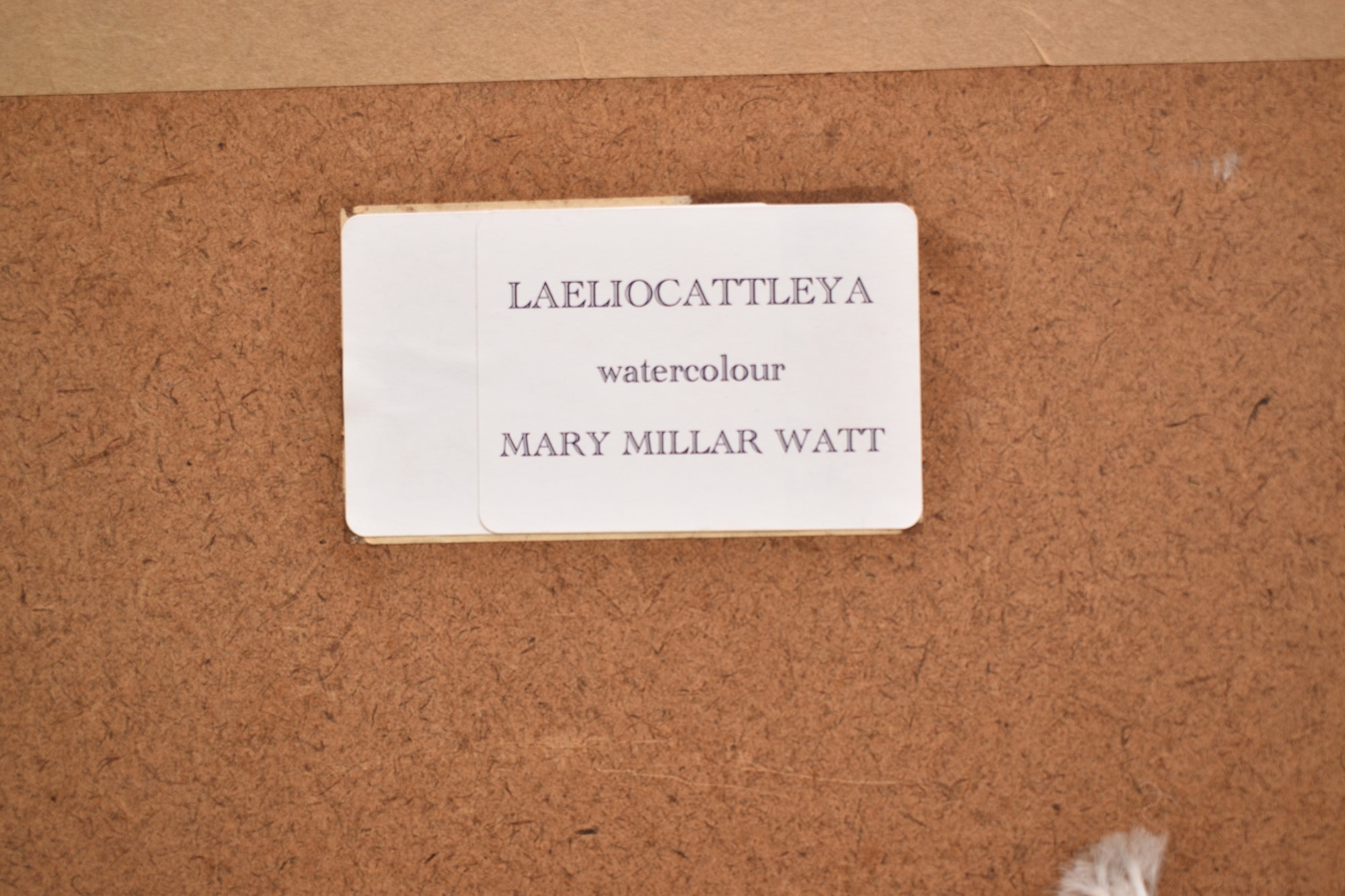 Mary Millar Watt Laeliocattleya Culminant 1980 1988 MutualArt