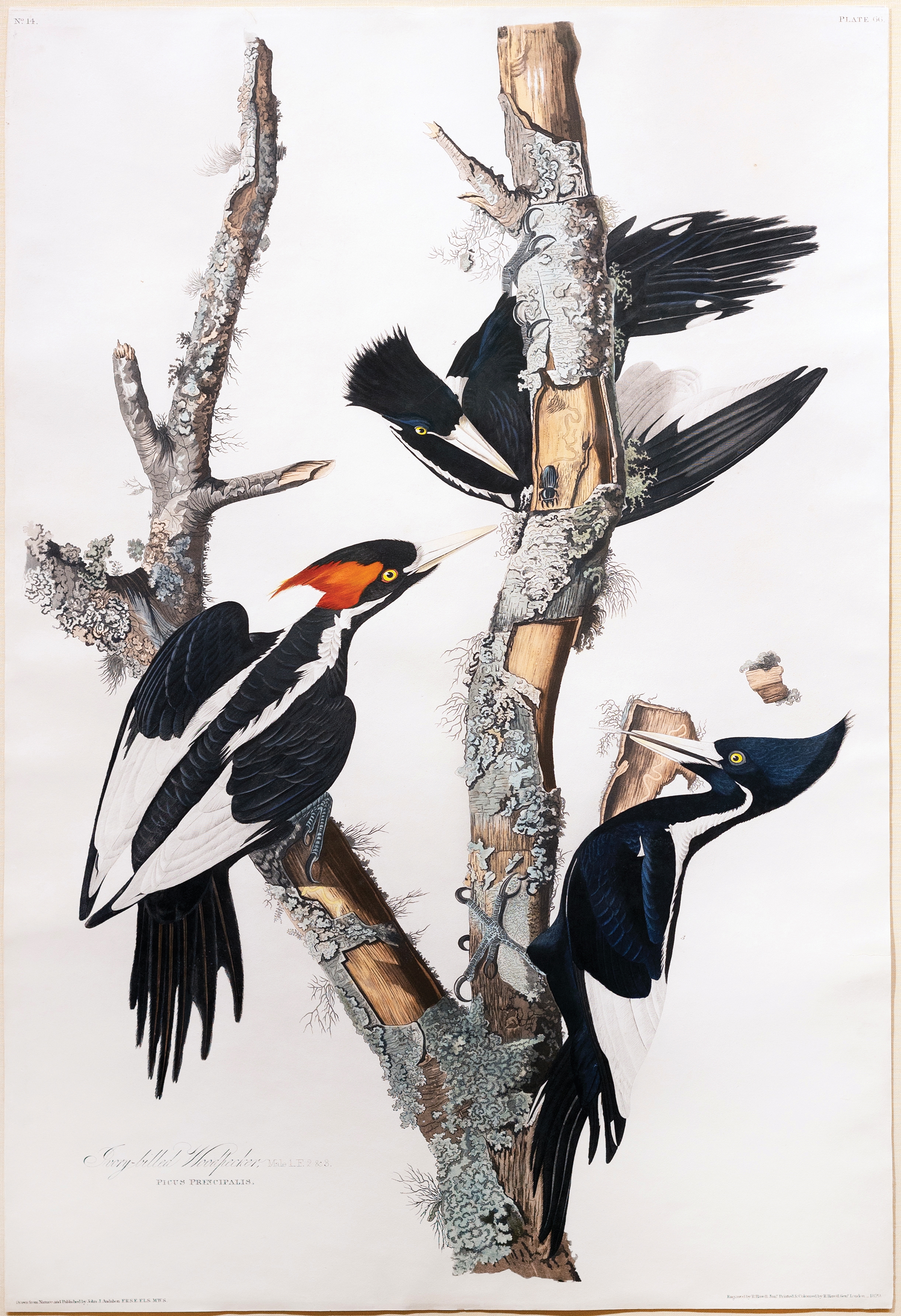 Audubon Aquatint, Ivory-billed Woodpecker by John James Audubon