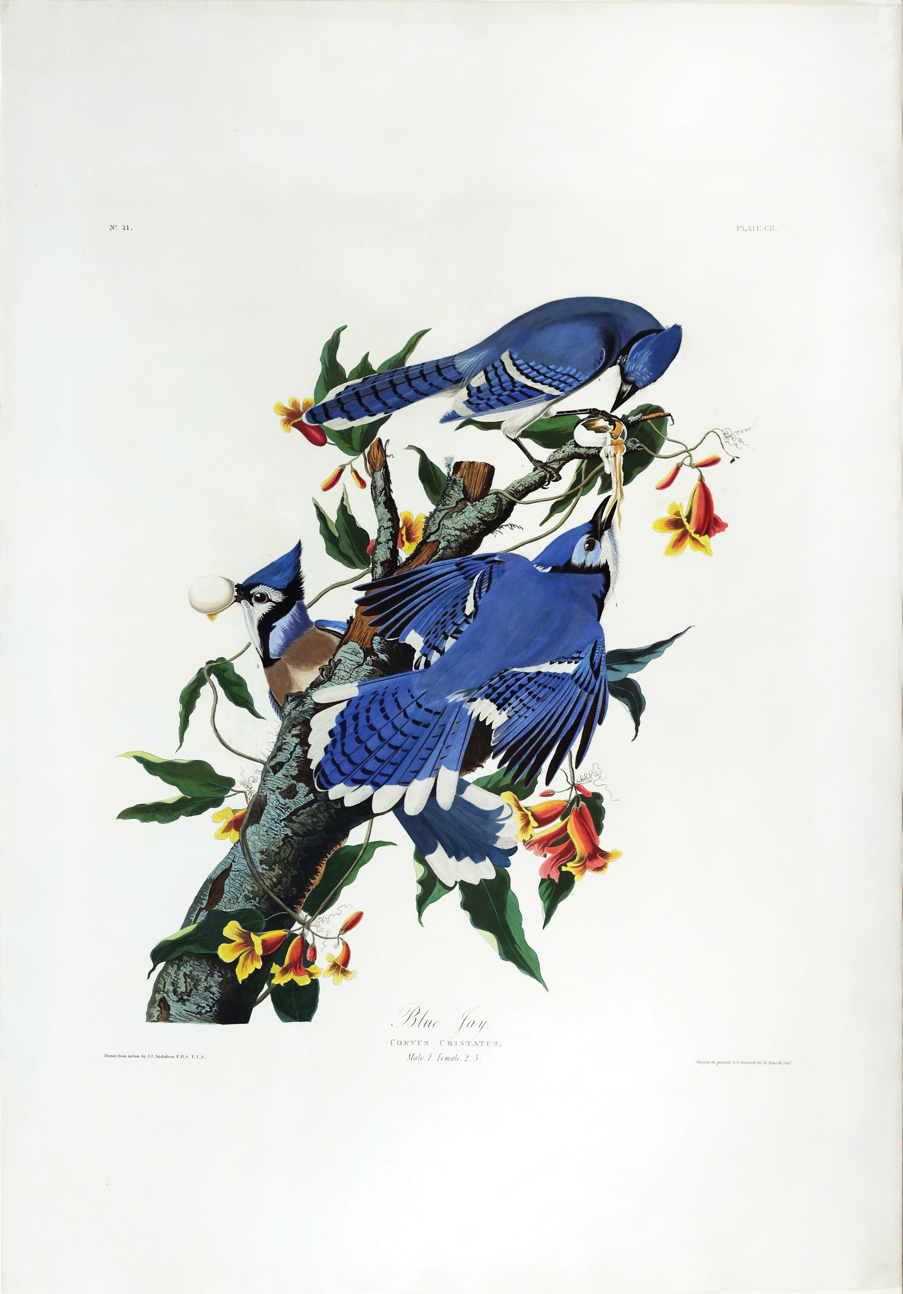 Audubon Aquatint, Blue Jay by John James Audubon