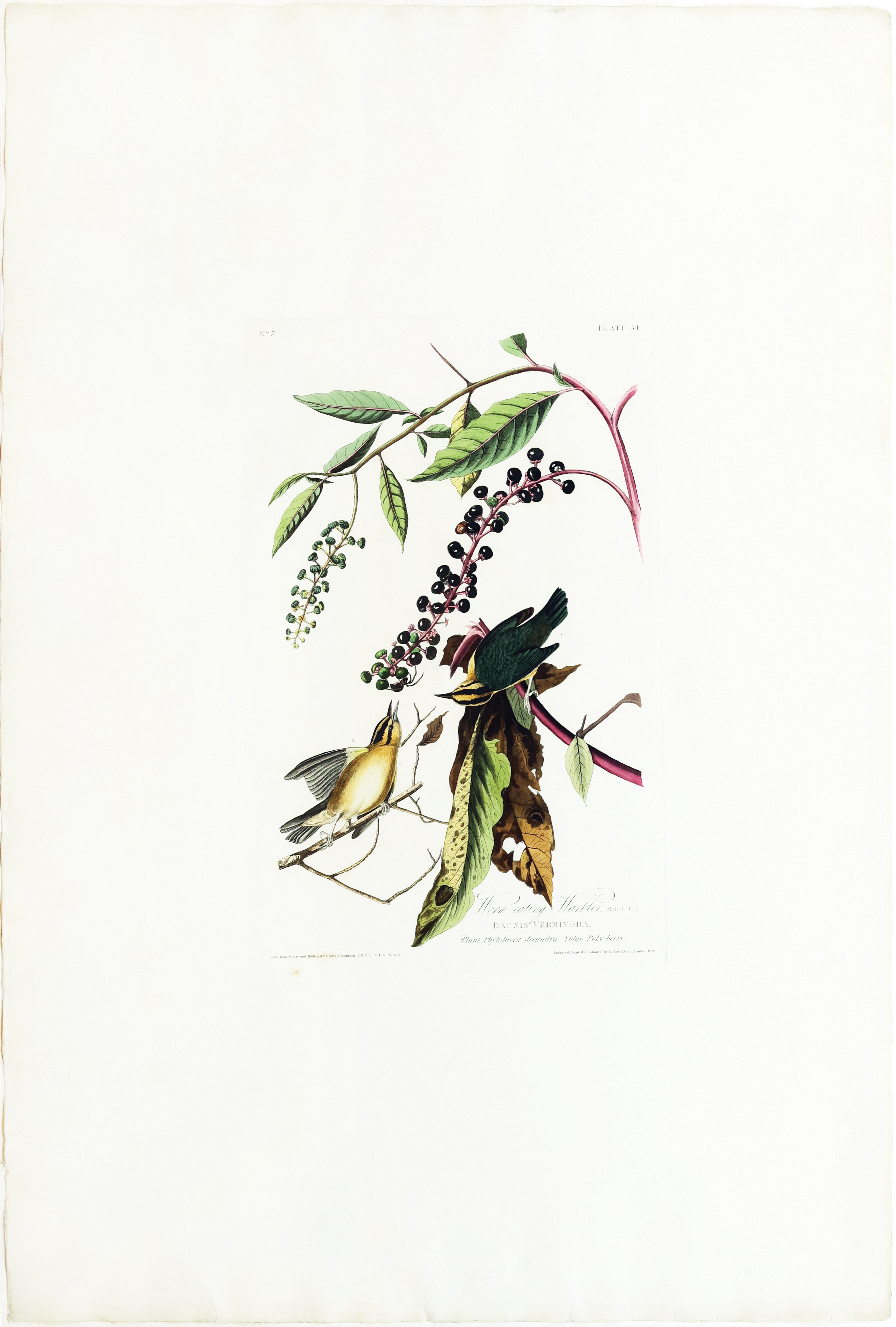 Audubon Aquatint, Worm Eating Warbler by John James Audubon