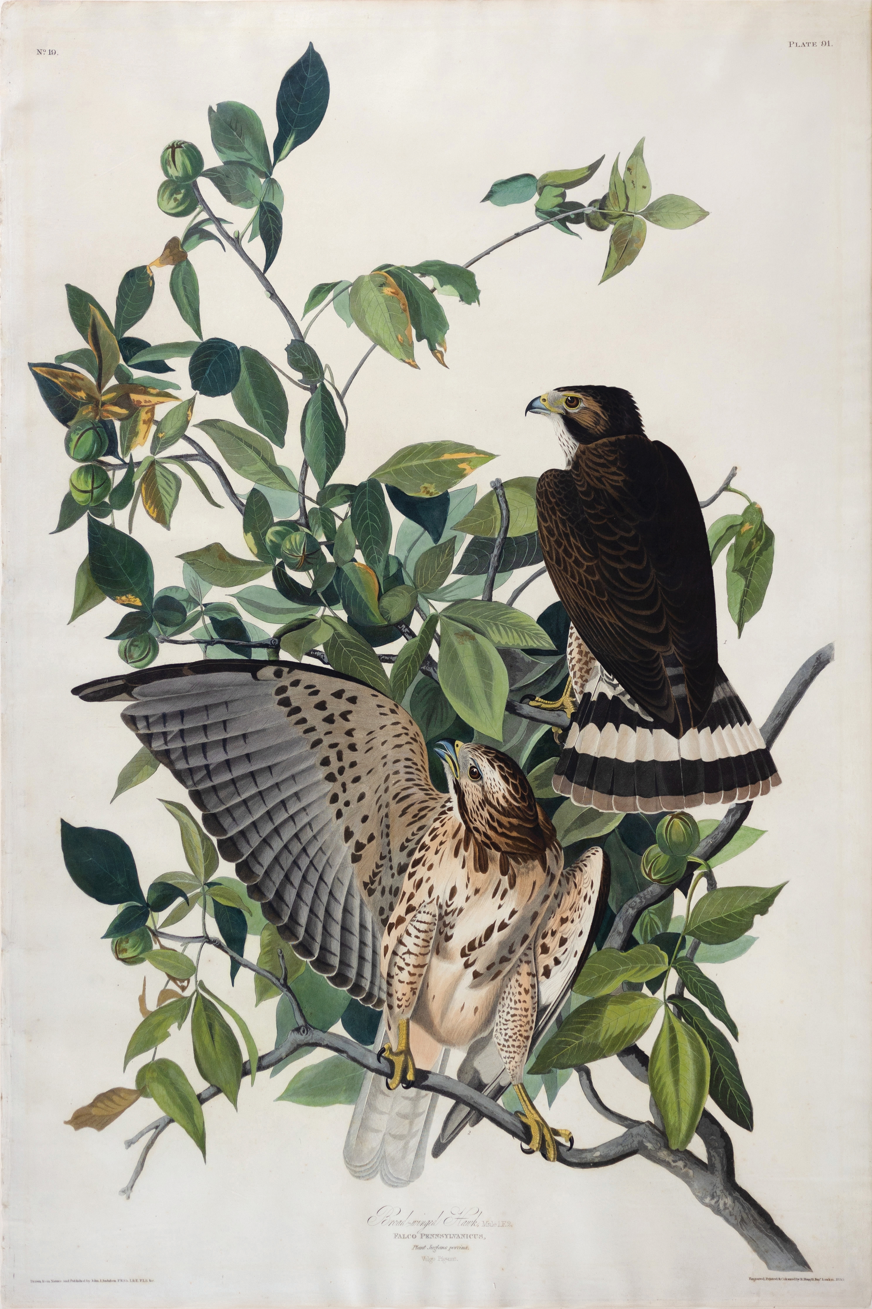 Audubon Aquatint, Broad-winged Hawk