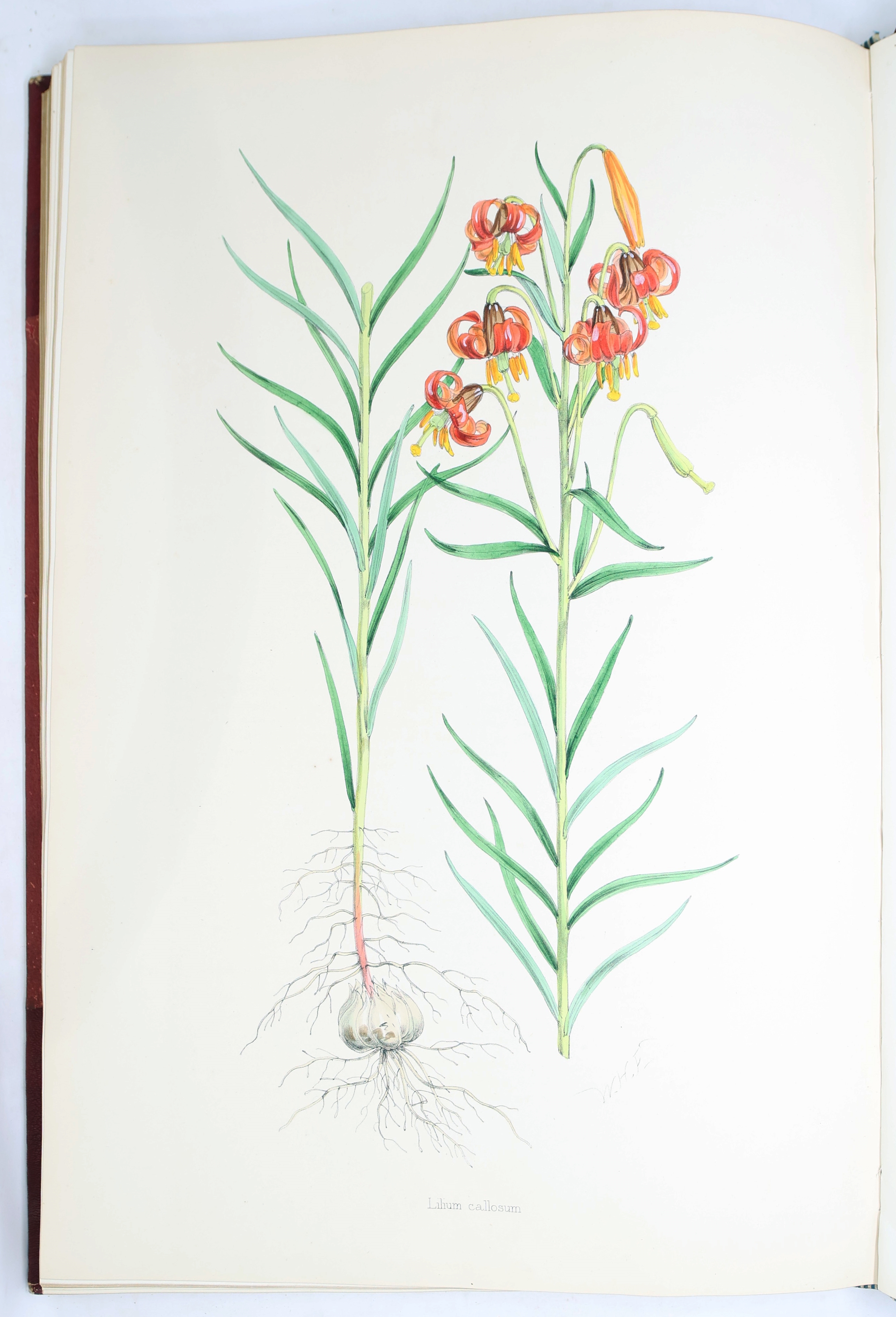 Artwork by Henry John Elwes, Elwes Monograph of the Genus Lilium with Supplement, First Edition, Made of mounted photograph
